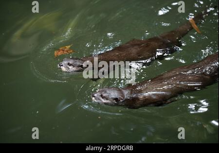 (190804) -- PEKING, 4. Aug. 2019 -- zwei asiatische Otter schwimmen in einem Teich im Hangzhou Zoo in Hangzhou, ostchinesische Provinz Zhejiang, 3. Aug. 2019. ) XINHUA-FOTOS DES TAGES HanxChuanhao PUBLICATIONxNOTxINxCHN Stockfoto