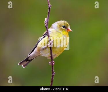 Goldfinkenweibchen auf einem Frühlingszweig mit grünem Hintergrund in seiner Umgebung und seinem Lebensraum. Amerikanischer Goldfinch. Stockfoto