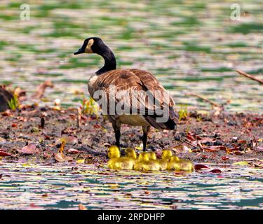 Kanada Gänse und Goslings Küken Rückansicht in ihrer Umgebung und ihrem Lebensraum in einem Biberteich mit unscharfem Wasserhintergrund. Gänsebild. Stockfoto