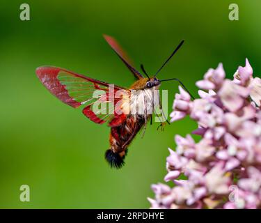 Hummingbird Clear Wing Moth Nahaufnahme Seitenansicht flatternd über einer Milkweed-Pflanze und trinkender Nektar mit grünem Hintergrund in seiner Umgebung und in seiner hab Stockfoto