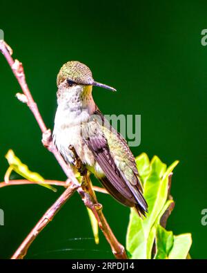 Kolibri-Nahansicht auf einem Zweig mit wunderschönem Federkleid in Metallic-Grün, langem Schnabel, Auge mit grünem Hintergrund. Stockfoto