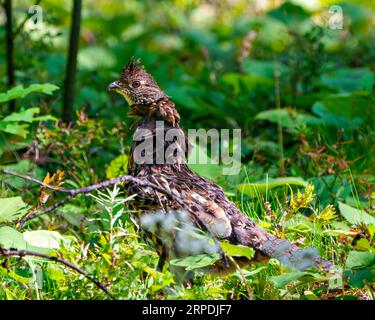 Partridge männliche Raufuttersträhne, die Gefieder im Wald mit einem unscharfen Waldhintergrund in seiner Umgebung und seinem Lebensraum mit einem Nahprofil verpaaren. Stockfoto