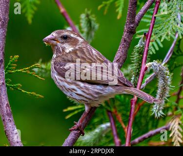 Rosenreiher Grosbeak Weibchen aus der Nähe von der Seite, hoch oben auf einem Ast mit Nadelbaum Hintergrund in seiner Umgebung und Umgebung. Stockfoto