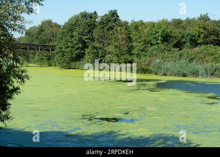 Slough, Berkshire, Großbritannien. September 2023. Es war heute ein sehr heißer Tag in Slough, Berkshire. Entenkraut beginnt, die Oberfläche des Jubilee River Flood Relief Scheme in Slough bei Windsor zu glätten. Entenkraut kann für Wildtiere Probleme verursachen, da es Licht für untergetauchte Wasserpflanzen ausblendet. Die Oberflächenbedeckung von Entenalgen kann auch den Austausch von Gasen mit der Luft verhindern, so dass das darunter liegende Wasser für viele Wassertiere entoxygeniert und schädlich wird. Quelle: Maureen McLean/Alamy Live News Stockfoto