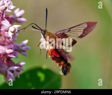 Kolibri Clear Wing Moth Nahaufnahme Seitenansicht flattern über einer Milchkraut Pflanze und Trinken Nektar mit grünem Hintergrund in seiner Umgebung. Stockfoto