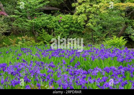 Teich in japanischem Garten gefüllt mit purpurroter Iris ensata, japanischer Iris oder japanischer Wasseriris (hanashōbu), einer ausdauernden Pflanze mit länglichen Blättern surr Stockfoto