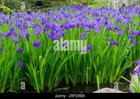 Teich in japanischem Garten gefüllt mit purpurroter Iris ensata, japanischer Iris oder japanischer Wasseriris (hanashōbu), einer ausdauernden Pflanze mit länglichen Blättern surr Stockfoto