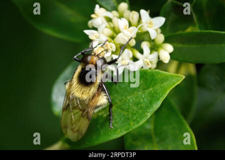 Bumblebee hoverfly (Volucella bombylans var. Plumata) an weißen Blüten des Privatets Stockfoto