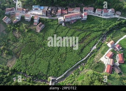 (190811) -- ANKANG, 11. August 2019 -- Luftaufnahme, aufgenommen am 25. Juni 2019, zeigt einen Blick auf das Maulbeerfeld im Dorf Mamiao, Zhongyuan Stadt Ankang Stadt, nordwestchinesische Provinz Shaanxi. In den letzten Jahren konzentrierte sich Ankang auf die grüne Entwicklung und verzeichnete ein rasches Wachstum umweltfreundlicher Industrien. Die Stadt hat auch einige arbeitsintensive Industrien gegründet, in denen Textilien und Spielzeug hergestellt werden, um Arbeitsplätze für einkommensschwache Bewohner zu schaffen. ) CHINA-SHAANXI-ANKANG-ECONOMY (CN) ShaoxRui PUBLICATIONxNOTxINxCHN Stockfoto