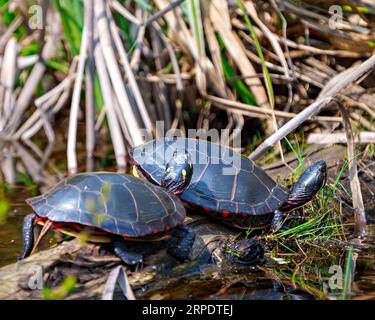 Gemaltes Schildkrötenpaar, das auf einem Moosstamm mit Sumpfvegetation in seiner Umgebung und Umgebung ruht. Stockfoto