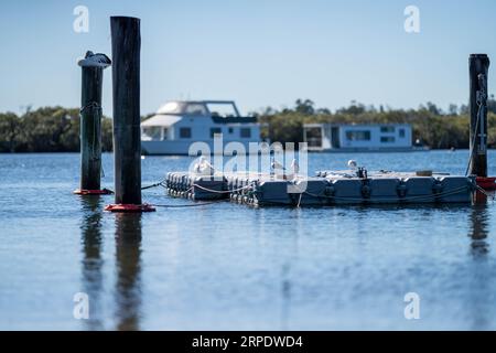 pelican Nahaufnahme auf einem Fluss in australien Stockfoto