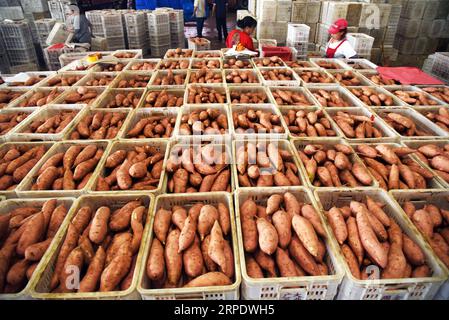 (190813) -- SHOUGUANG, 13. August 2019 -- Mitarbeiter arrangieren Süßkartoffeln in einem Logistikpark in Shouguang, ostchinesische Provinz Shandong, 13. August 2019. Die Versorgung mit Gemüse blieb stabil, nachdem der Taifun Lekima Shouguang getroffen hatte, eine wichtige Produktionsbasis für Gemüse in China. CHINA-SHANDONG-SHOUGUANG-VEGETABLE-SUPPLY (CN) WANGXKAI PUBLICATIONXNOTXINXCHN Stockfoto