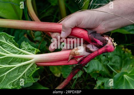 Der Mensch, der Rhabarber in einem Garten erntet, um Kuchen und Kompott zu machen, Rheum Rhabarbarum Stockfoto