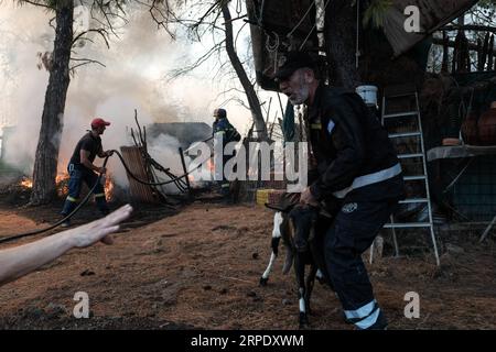 (190815) -- ATHEN, 15. August 2019 (Xinhua) -- Feuerwehrmänner und Freiwillige evakuieren Vieh, als eine wütende Flamme im Dorf Makrymalli auf der Insel Evia, Griechenland, am 14. August 2019 brennt. Angesichts der laufenden Bemühungen um die Beseitigung eines zerstörerischen Waldbrandes forderte der griechische Premierminister Kyriakos Mitsotakis am Mittwoch eine stärkere Zusammenarbeit zwischen den Mitgliedern der Europäischen Union (EU) bei der Bewältigung künftiger Naturkatastrophen. Er rief während eines Besuchs auf der vom Feuer heimgesuchten Insel Evia an. Von starken Winden angefacht, bedrohten die Flammen Dörfer etwa 80 Kilometer nordöstlich von Athen und zwangen die Evakuierung von Hunderten von Residenzen Stockfoto