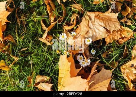 Gelbe, trockene Ahornblätter und blühende weiße Gänseblümchen auf grünem Gras an einem sonnigen Herbsttag Stockfoto