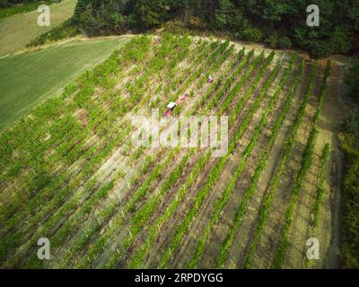 kaukasischer Senior Farmer, der Bio-Trauben in einem Weinbaubetrieb in Zentralitalien erntet Stockfoto