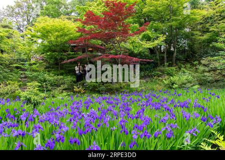 Tokio, Japan, 22. April 2023; Japanischer Garten im Nezu-Museum gefüllt mit purpurroter Iris ensata, japanischer Iris oder japanischer Wasseriris (hanashōbu), einer Perenn Stockfoto
