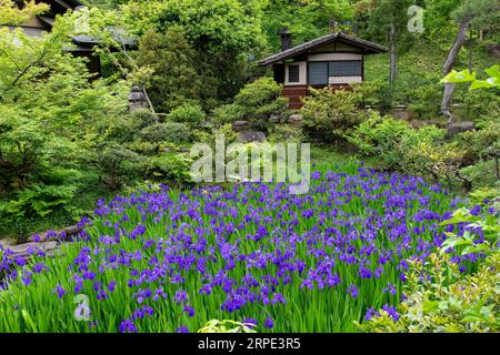 Tokio, Japan, 22. April 2023; Japanischer Garten im Nezu-Museum gefüllt mit purpurroter Iris ensata, japanischer Iris oder japanischer Wasseriris (hanashōbu), einer Perenn Stockfoto