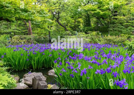Tokio, Japan, 22. April 2023; Japanischer Garten im Nezu-Museum gefüllt mit purpurroter Iris ensata, japanischer Iris oder japanischer Wasseriris (hanashōbu), einer Perenn Stockfoto