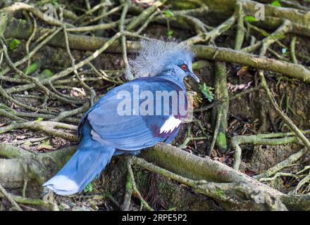 Die westliche gekrönte Taube (Goura cristata), auch bekannt als die gewöhnliche gekrönte Taube oder Blaue gekrönte Taube in Kuala Lumpur, Malaysia Stockfoto