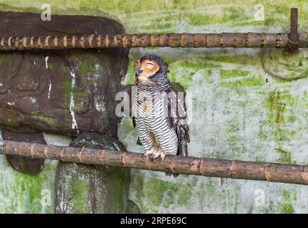 Die gefleckte Holzeule (Strix seloputo) schläft auf einem Baum Stockfoto