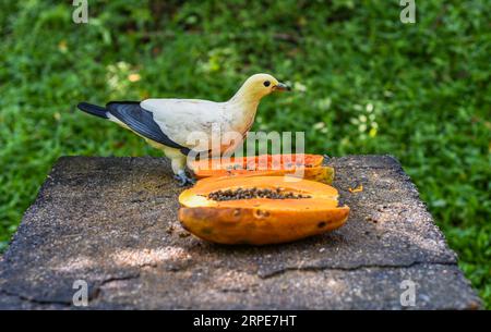 Die Kaisertaube mit Silberspitze (Ducula luctuosa), auch bekannt als weiße Kaisertaube oder Kaisertaube mit Weißspitze, die Papaya in Malaysia isst Stockfoto