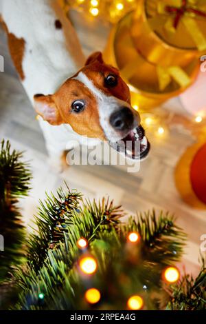 Frohe Weihnachten und frohes neues Jahr. Blick von oben auf den Jack Russell Terrier Hund, der zwischen den Geschenken unter dem Weihnachtsbaum sitzt. Lustig, lächelnd und lustig Stockfoto