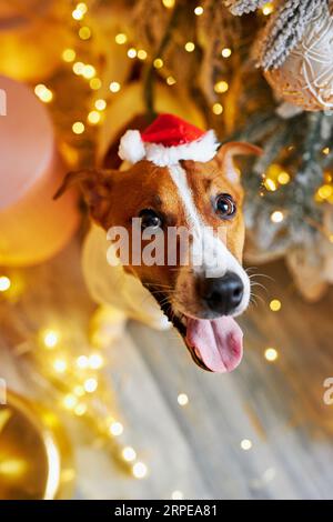 Frohe Weihnachten und frohes neues Jahr. Blick von oben auf den Jack Russell Terrier Hund, der zwischen den Geschenken unter dem Weihnachtsbaum sitzt. Niedlich, lächelnd und lustig J Stockfoto