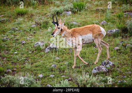 Pronghorn (Antilocapra americana), Yellowstone-Nationalpark, Wyoming, Vereinigte Staaten von Amerika Stockfoto