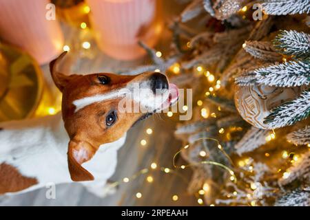 Frohe Weihnachten und frohes neues Jahr. Blick von oben auf den Jack Russell Terrier Hund, der zwischen den Geschenken unter dem Weihnachtsbaum sitzt. Niedlich, lächelnd und lustig J Stockfoto