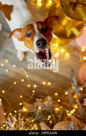 Frohe Weihnachten und frohes neues Jahr. Blick von oben auf den Jack Russell Terrier Hund, der zwischen den Geschenken unter dem Weihnachtsbaum sitzt. Lustig, lächelnd und lustig Stockfoto