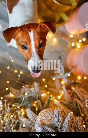 Frohe Weihnachten und frohes neues Jahr. Blick von oben auf den Jack Russell Terrier Hund, der zwischen den Geschenken unter dem Weihnachtsbaum sitzt. Niedlich, lächelnd und lustig J Stockfoto