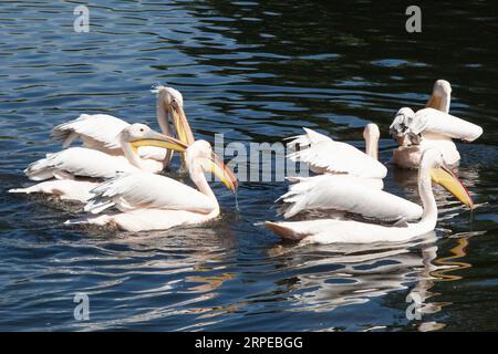 UK Weather, 4 September, London: Im St James's Park suchen Touristen, Büroangestellte und Einheimische entweder die Sonne oder den Schatten nach ihren Vorlieben. Die Temperaturen werden diese Woche voraussichtlich 30 Grad überschreiten. Die Liegestühle sind draußen und die Pelikane schwimmen synchron. Quelle: Anna Watson/Alamy Live News Stockfoto