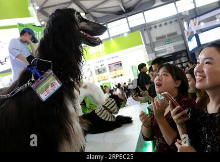 (190824) -- SHANGHAI, 24. August 2019 -- Menschen beobachten Hunde während der 22. PET Fair Asia in Shanghai, Ostchina, 24. August 2019. Die 22. PET Fair Asia, die fünf Tage dauern wird, begrüßte ihren ersten Tag am Samstag. ) CHINA-SHANGHAI-PET MESSE ASIA-PUBLIC DAY (CN) CHENXFEI PUBLICATIONXNOTXINXCHN Stockfoto