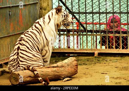 (190826) -- CHITTAGONG, 26. August 2019 (Xinhua) -- Ein weißer Albino-bengalischer Tiger wird in einem Zoo in Chittagong, Bangladesch, 24. August 2019 gesehen. Es war der erste weiße Tiger, der in Bangladesch geboren wurde. (Foto: Salim Reza/Xinhua) BANGLADESCH-CHITTAGONG-ZOO-WEISSER ALBINO BENGAL TIGER PUBLICATIONxNOTxINxCHN Stockfoto