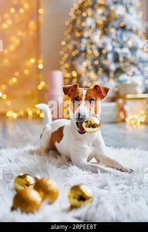 Vorbereitung auf Weihnachten, Neujahrsdekor, ein Hund mit Weihnachtskugeln. Der niedliche und lustige Jack Russell Terrier wartet auf den Urlaub zu Hause. Stockfoto