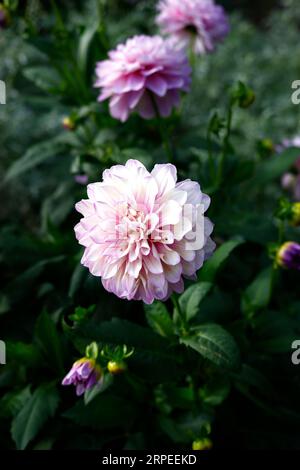 Nahaufnahme der weißen Blüten und lila Spitzen des zarten mehrjährigen tuberösen Sommers bis zur ersten frostblühenden Gartenpflanze Dahlia Blue Wish. Stockfoto