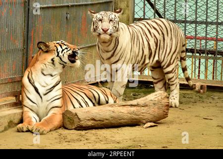 (190827) -- PEKING, 27. August 2019 -- Ein weißer Albino-bengalischer Tiger (R) wird in einem Zoo in Chittagong, Bangladesch, 24. August 2019 gesehen. (Foto von /XINHUA) XINHUA FOTOS DES TAGES SalimxReza PUBLICATIONxNOTxINxCHN Stockfoto