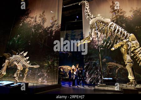 (190829) -- LEIDEN, 29. August 2019 -- Besucher sehen Dinosaurierskelette, die im Naturalis Biodiversity Center in Leiden, Niederlande, am 27. August 2019 ausgestellt sind. Das Naturalis Biodiversity Center, ein renommiertes nationales Museum und Forschungsinstitut für Biodiversität, wird nach zweijähriger Renovierung und Fertigstellung eines neuen Museums ab dem 31. August 2019 wieder für die Öffentlichkeit geöffnet. Das Zentrum mit Sitz in Leiden, Niederlande, verfügt über eine Sammlung von 42 Millionen Pflanzen, Tieren, Fossilien und Felsen. (Foto von Sylvia Lederer/Xinhua) NIEDERLANDE-LEIDEN-NATURALIS BIODIVERSITÄTSZENTRUM-WIEDERERÖFFNUNG WangxYanan PUBLICATIO Stockfoto