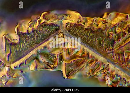 Das Bild zeigt eine kristallisierte Mischung aus Salz und Zucker, die durch das Mikroskop in polarisiertem Licht mit einer Vergrößerung von 100X fotografiert wurde Stockfoto