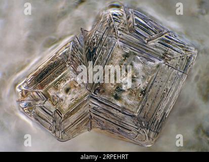 Das Bild zeigt zwei Kristalle aus rekristallisiertem Salz, die durch das Mikroskop in polarisiertem Licht mit einer Vergrößerung von 100X aufgenommen wurden Stockfoto