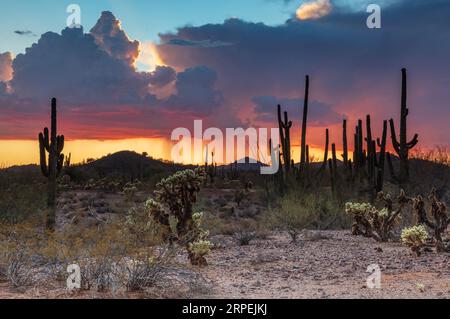 Arizona Sonoran Wüste im Sommer Gewitter. Saguaro-Kakteen und andere Wüstenpflanzen im Vordergrund; Himmel mit goldenen Wolken und Regen. Stockfoto