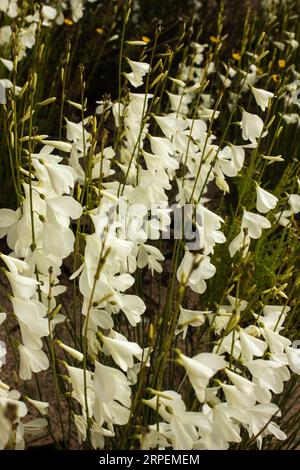 Eine Masse von zarten weißen Blumenketten mit breitblättrigen Wasserfonien, die wild im wachsen Stockfoto