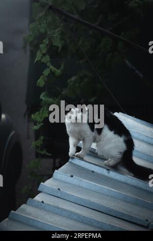 Niedliche Katze sitzt auf einem Dach und schaut auf die Kamera. Stockfoto