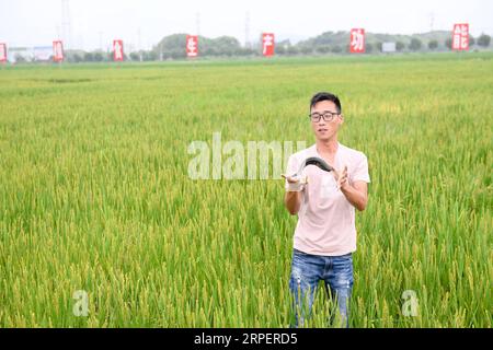 (190903) -- HUZHOU, 3. September 2019 -- Sun Jianlong, Direktor einer landwirtschaftlichen Genossenschaft, untersucht das Wachstum eines Fisches auf einem Reisfeld in Huzhou, Ostchinesische Provinz Zhejiang, 3. September 2019. Die landwirtschaftliche Genossenschaft hier hat nicht nur die Methode der landwirtschaftlichen Produktion verbessert, sondern auch ihre Produktion gesteigert, indem sie den Aufbau eines Ökolandwirtschaftssystems mit der Aufzucht von Fischen und Softshell-Schildkröten auf Reisfeldern anstelle von Pestiziden und chemischen Düngemitteln nutzte. ) CHINA-ZHEJIANG-HUZHOU-ECO AGRICULTURE (CN) WENGXXINYANG PUBLICATIONXNOTXINXCHN Stockfoto