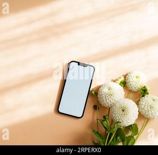 Weiße Dahlien Blumen und Handy mit leerem Bildschirm auf beigem Hintergrund mit Schatten. Draufsicht. Leerzeichen kopieren Stockfoto