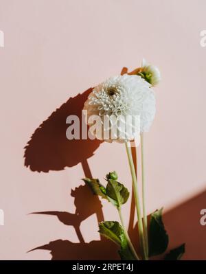 Eine weiße Dahlienblüte auf sonnig rosa Hintergrund. Draufsicht. Leerzeichen kopieren Stockfoto