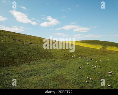 (190904) -- HULUNBUIR, 4. September 2019 -- Luftaufnahme vom 29. August 2019 zeigt einen Blick auf das Grasland in Hulunbuir, Nordchinas Autonome Region Innere Mongolei. Hulunbuir, benannt nach Hulun nur und Buir nur, liegt in der nordöstlichen Autonomen Region Innere Mongolei und erstreckt sich über eine Fläche von etwa 253.000 Quadratkilometern. Es beherbergt mehr als 40 ethnische Gruppen, darunter Han, Mongolisch, Daur, Ewenki, Oroqen und Russisch usw. Es bietet wunderschöne Graslandschaften und weitläufige Wälder, darunter mehr als 500 Seen, über 3.000 Flüsse und große Feuchtgebiete. Das Grasland, klares Wasser, blu Stockfoto