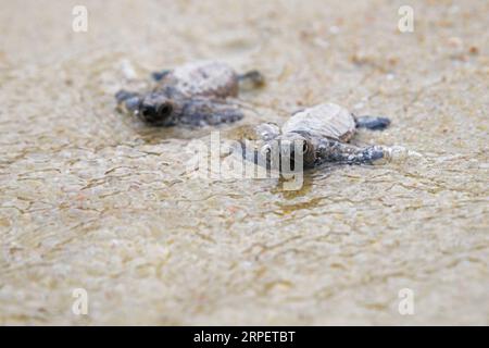 (190904) -- SINGAPUR, 4. September 2019 -- neugeborene Hawksbill-Meeresschildkröten schlüpfen vor weniger als 10 Stunden auf dem Weg zum Meer am Strand von Singapurs Sentosa Island am 4. September 2019. Mitarbeiter der Sentosa Development Corporation veröffentlichten insgesamt 100 Hawksbill-Schildkröten, die auf dem Meer schlüpften. Die Schlüpfer wurden aus einem Nest geboren, das am 14. Juli 2019 entdeckt wurde. Dann Chih Wey) SINGAPUR-SENTOSA INSEL-KARETTSCHILDKRÖTE xinjiapo PUBLICATIONxNOTxINxCHN Stockfoto