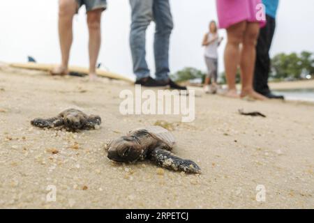 (190904) -- SINGAPUR, 4. September 2019 -- neugeborene Hawksbill-Meeresschildkröten schlüpfen vor weniger als 10 Stunden auf dem Weg zum Meer am Strand von Singapurs Sentosa Island am 4. September 2019. Mitarbeiter der Sentosa Development Corporation veröffentlichten insgesamt 100 Hawksbill-Schildkröten, die auf dem Meer schlüpften. Die Schlüpfer wurden aus einem Nest geboren, das am 14. Juli 2019 entdeckt wurde. Dann Chih Wey) SINGAPUR-SENTOSA INSEL-KARETTSCHILDKRÖTE xinjiapo PUBLICATIONxNOTxINxCHN Stockfoto